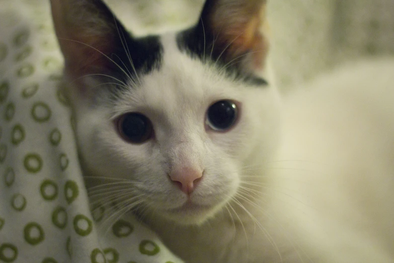 a cat peeking from behind a couch cushion