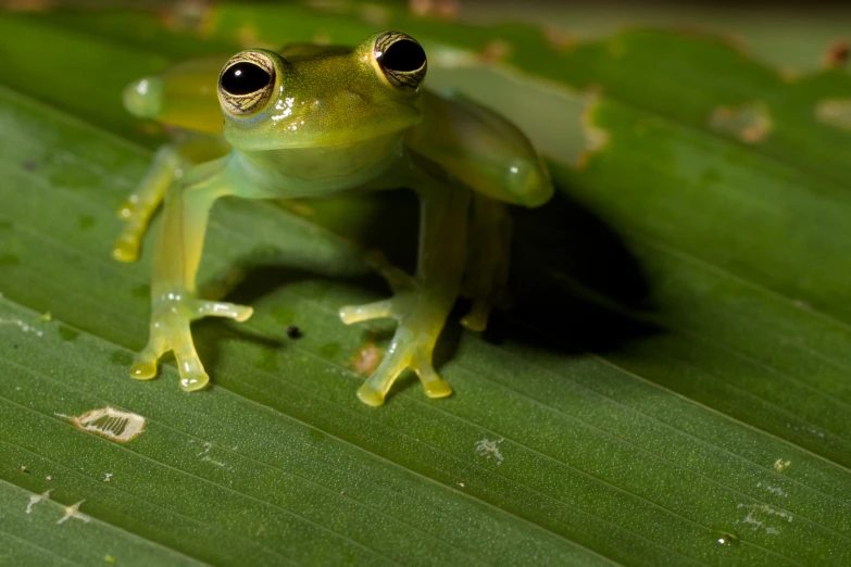 a small frog sits atop a leaf with his eyes wide open