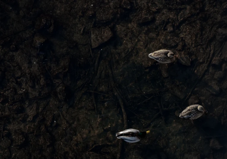 a group of ducks floating on top of a river