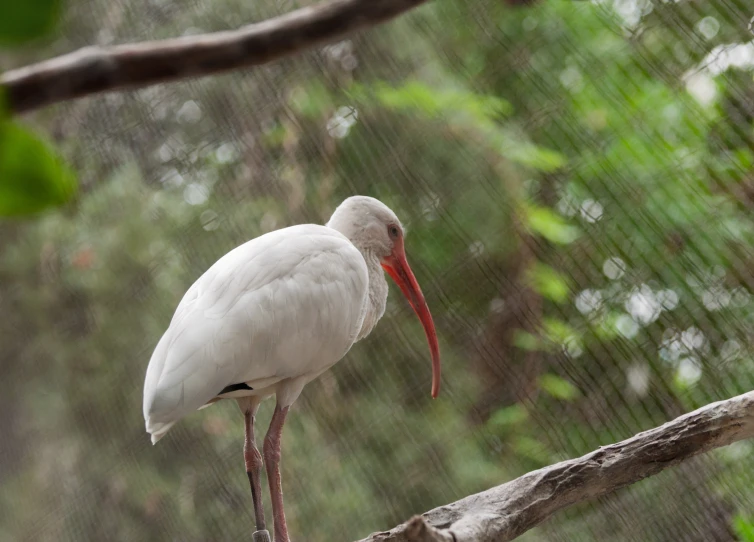 a white bird with a long red beak standing on a nch