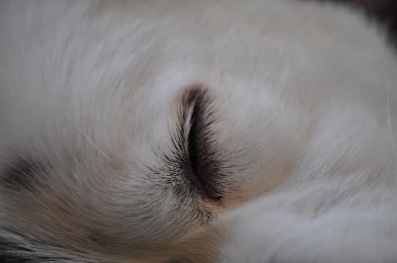 a white cat's long hair is curled in a curled