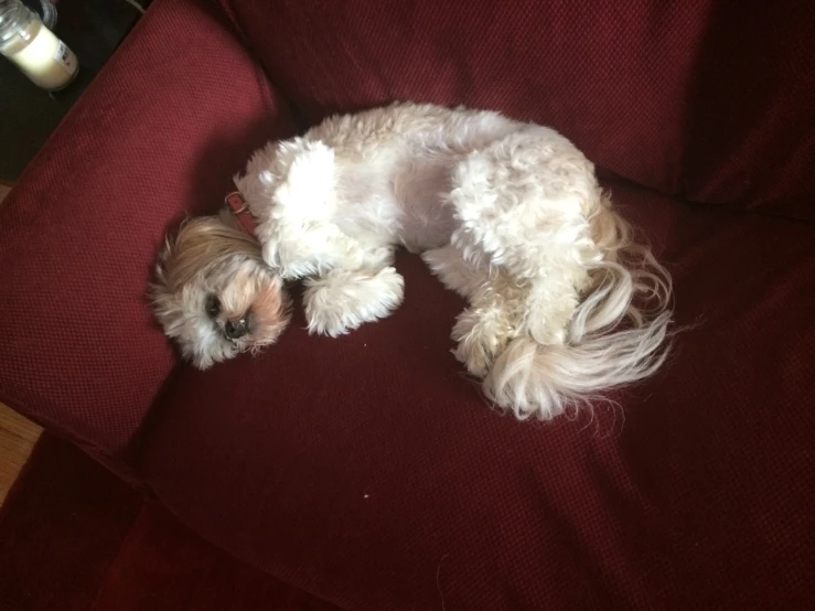 a white dog laying on top of a maroon couch