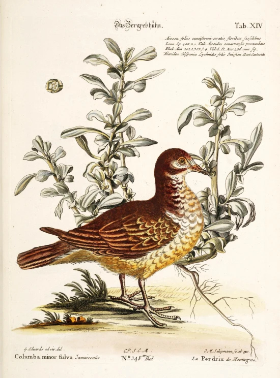 a bird with white and brown markings on its body