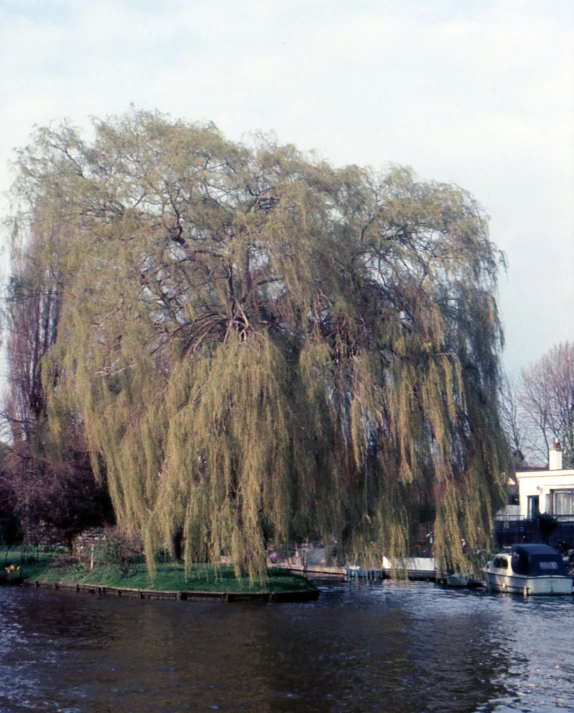 a large tree is in front of a water way