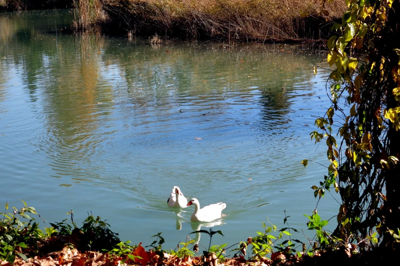three swans in the water eating leaves