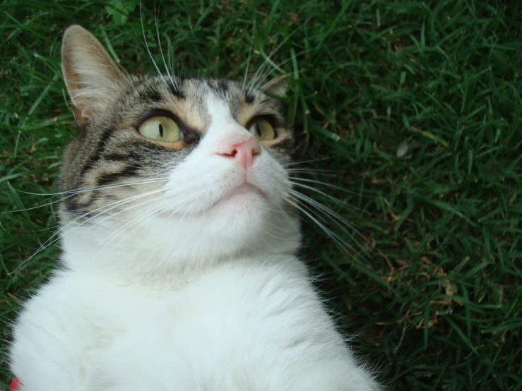 a cat is looking up while lying in the grass