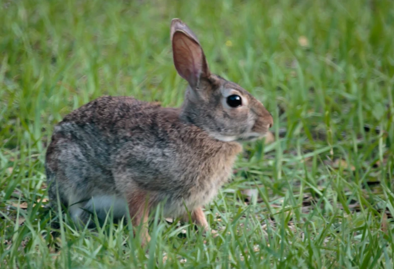 a small rabbit sitting in a green field