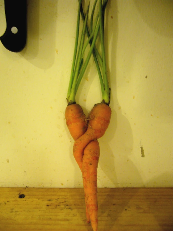 two carrots connected by long green stems are hanging on a wall