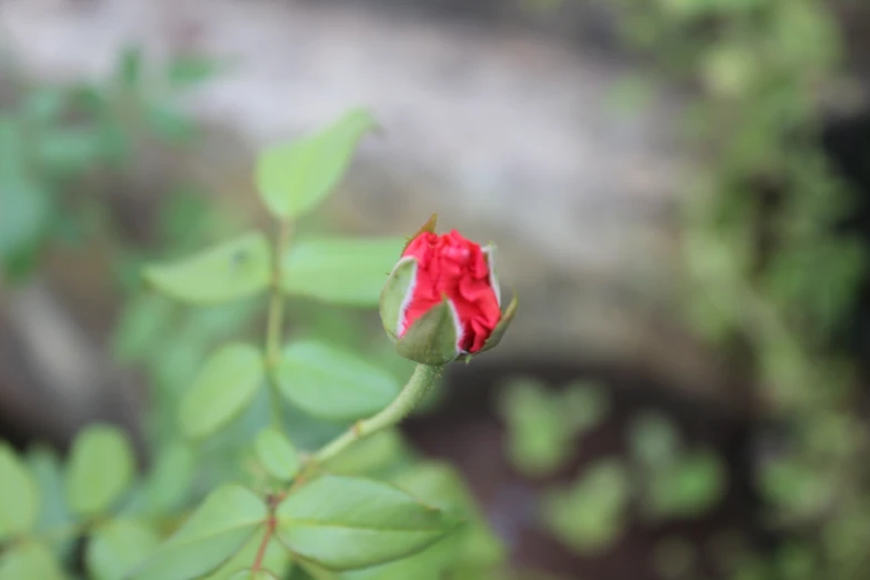 small red flower bud is beginning to open, just like a leaf