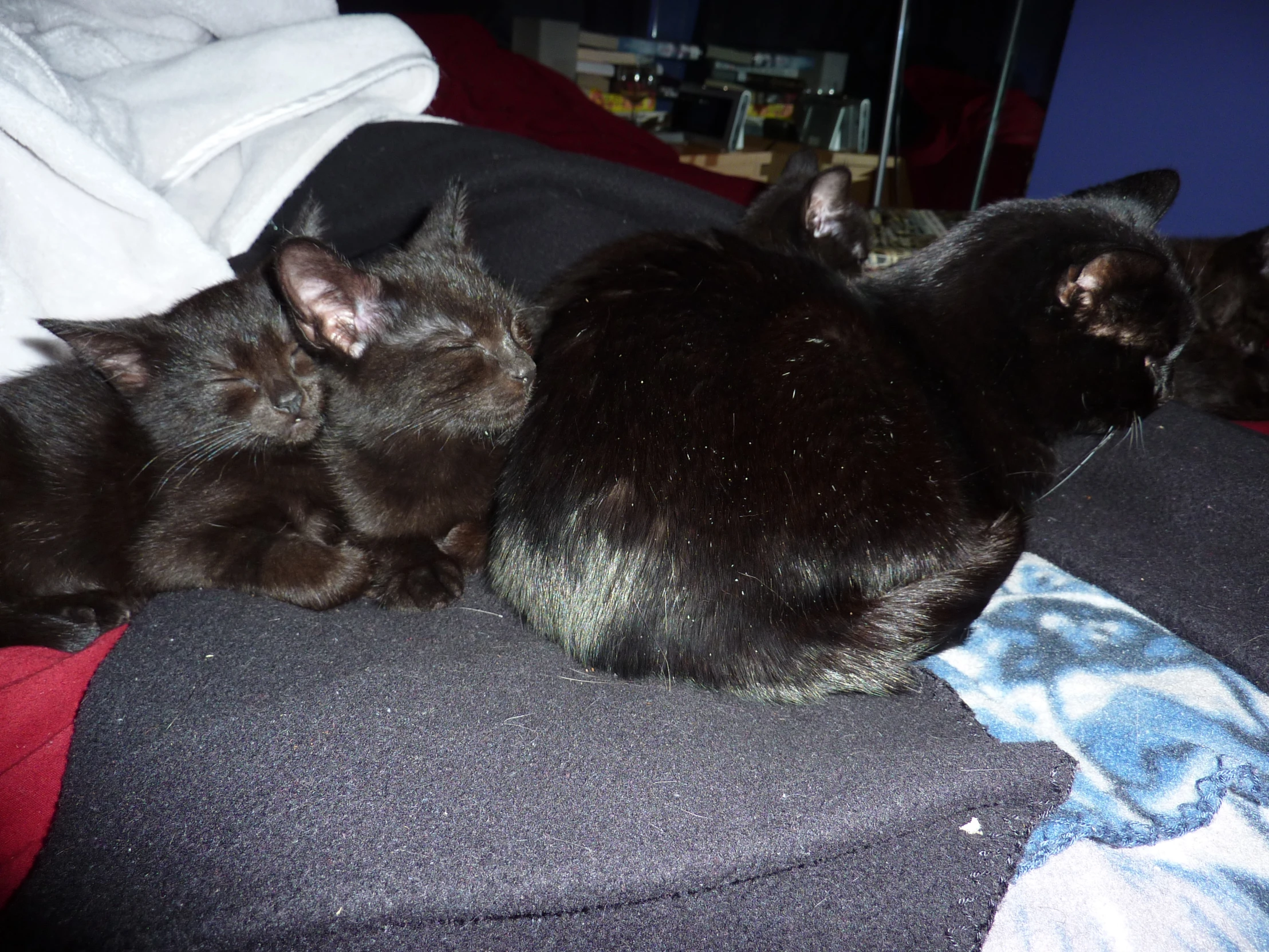 three cats are curled up together on a sofa