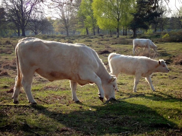 three cows eating grass in a field on a sunny day