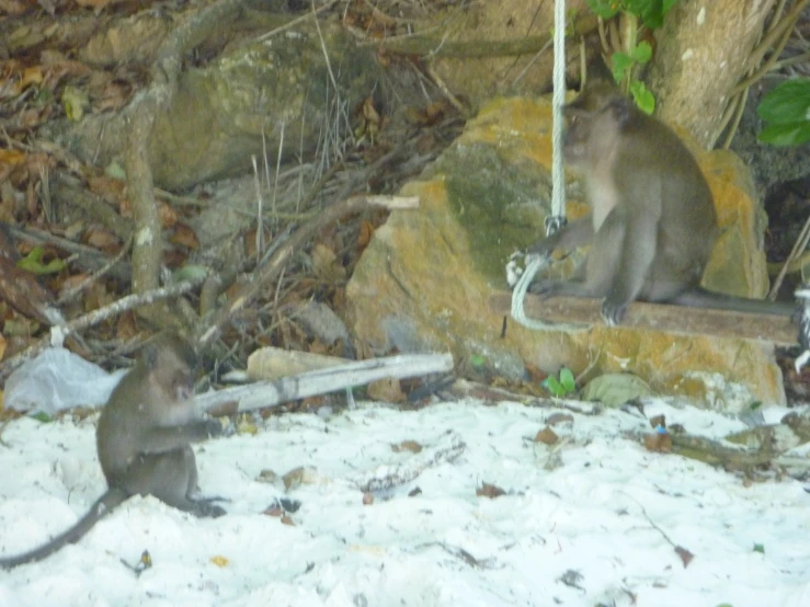 two monkeys in an open air area playing