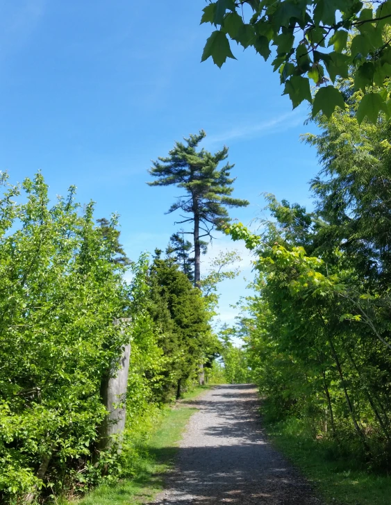 an open dirt road surrounded by green trees