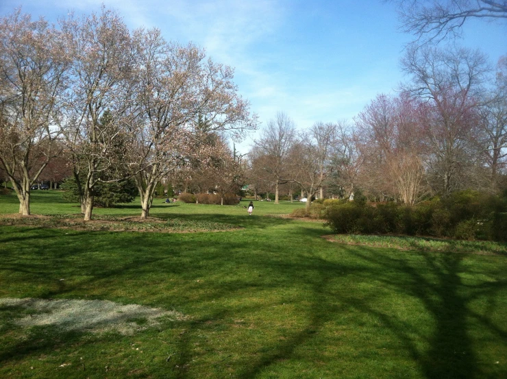 a lush green park with trees, some bushes and a fire hydrant