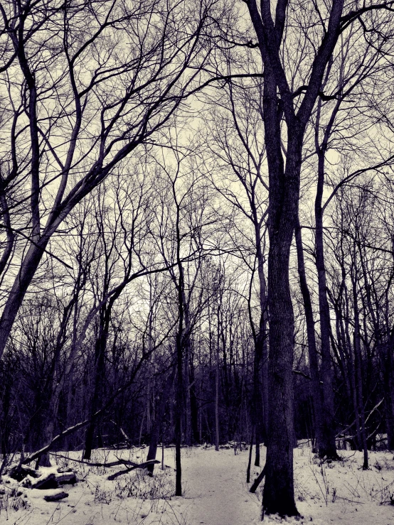 bare trees standing in the snow under a cloudy sky