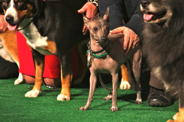 several dogs are on the leashes in front of a person