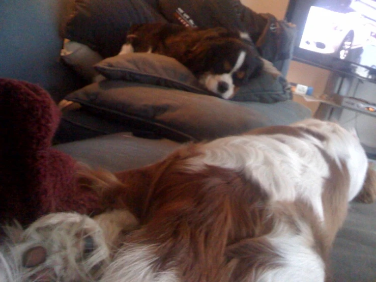 a dog laying on its side, under a blanket on the couch