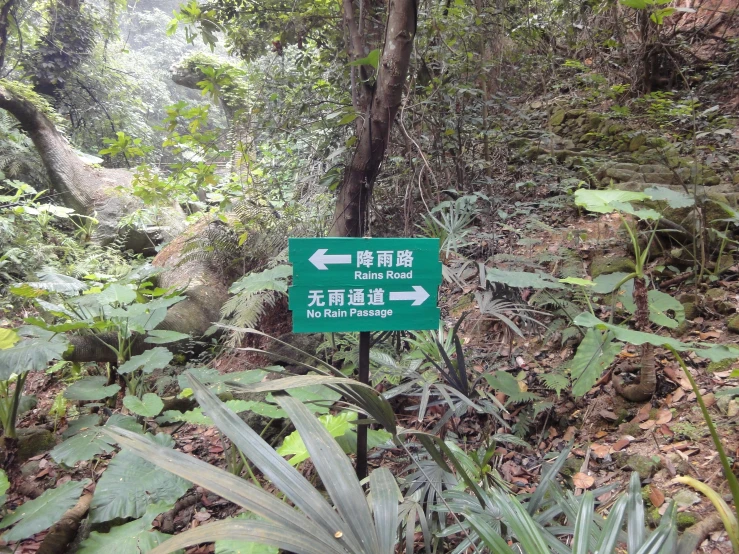 a sign pointing towards the road in the jungle