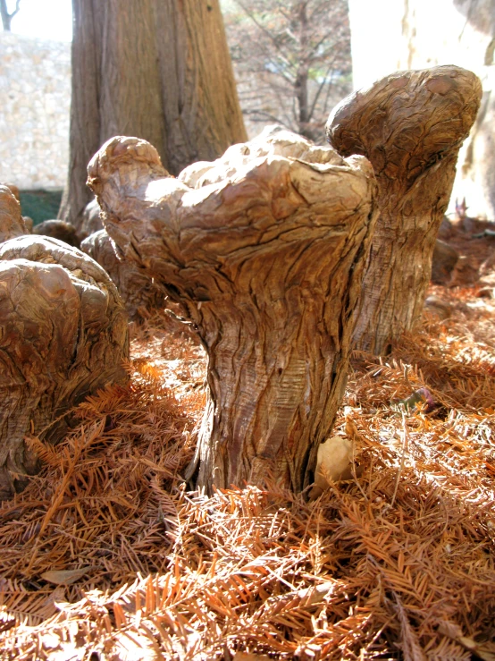 this is an image of a tree stump and two birds on top of it