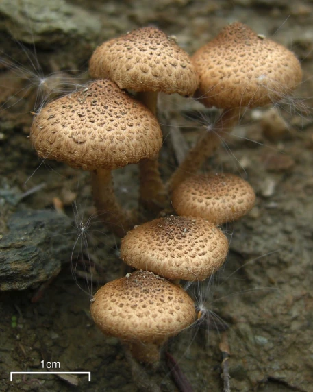 this group of mushrooms stands in the dirt