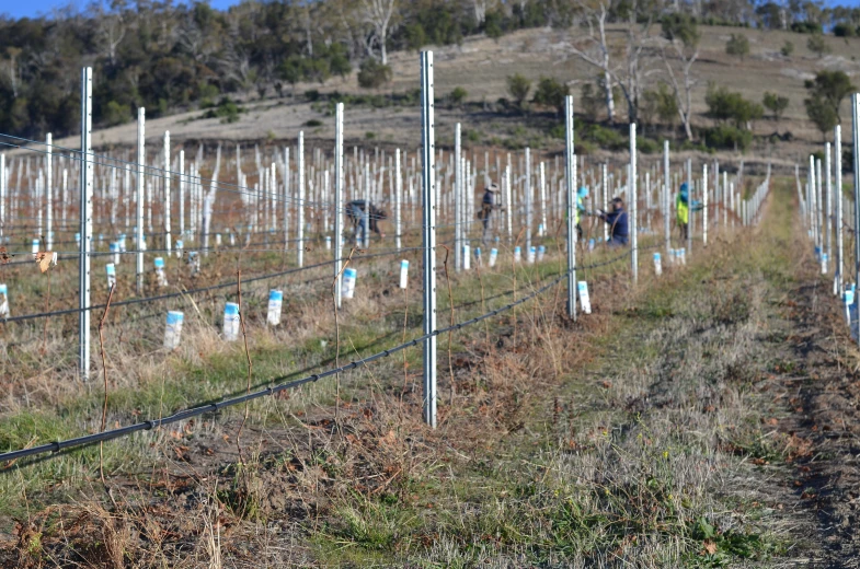 the green field has several tall poles with plants growing through them