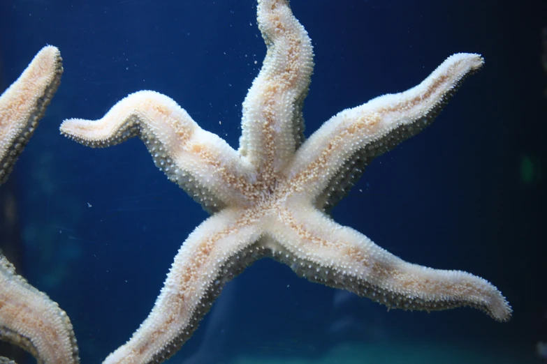 a starfish floats in the water near rocks