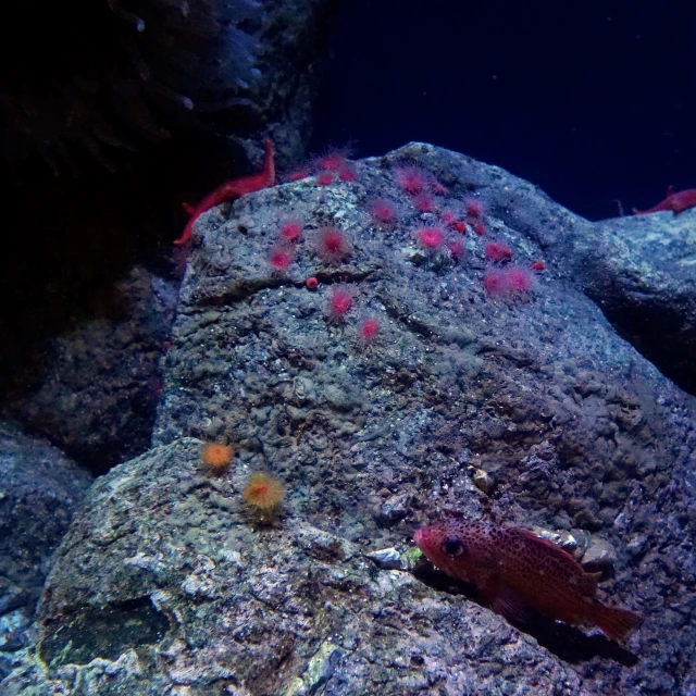 some fish in a cave on a rock