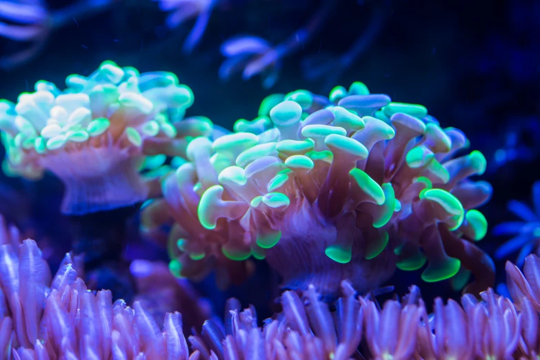 small sea anemones grow among many other plants