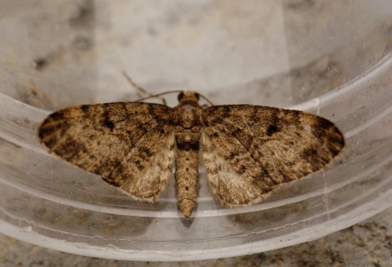 a close - up image of the moth that can be seen in this pograph