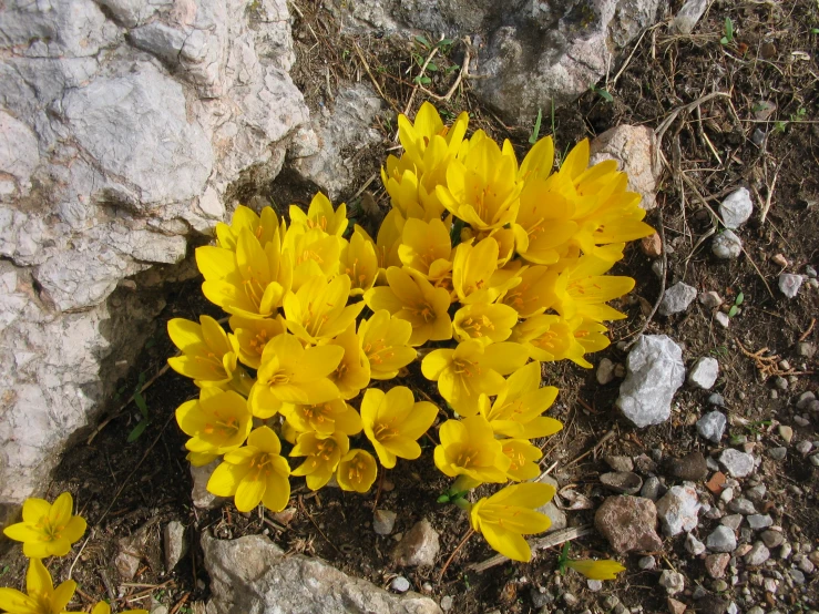 some yellow flowers are growing in the rocks