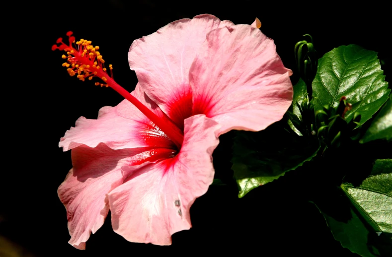 a pink flower with red stamen next to a green leaf