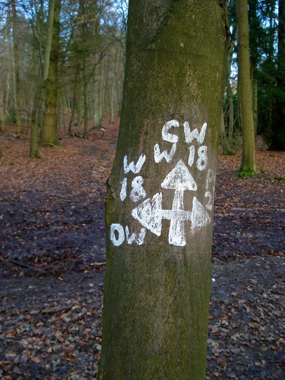 trees have white letters on them and make them look like they are hugging