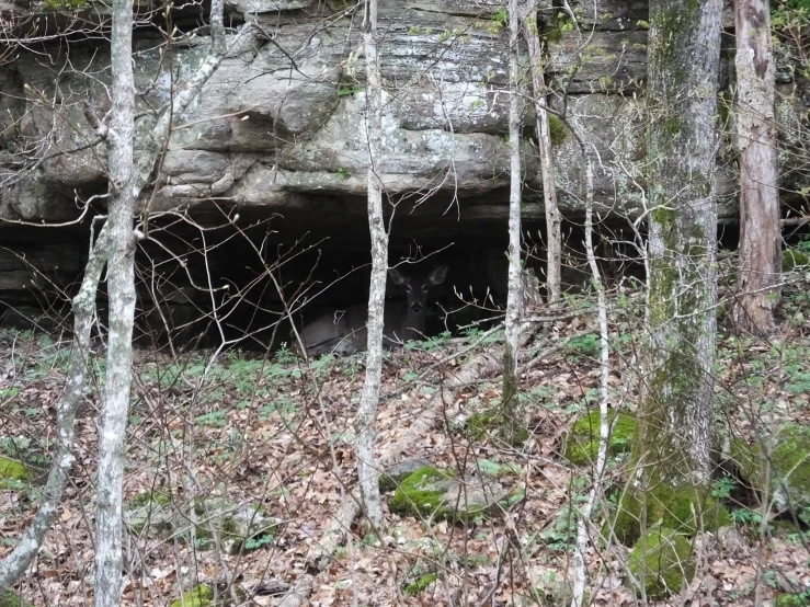 an area with rocks and lots of leaves