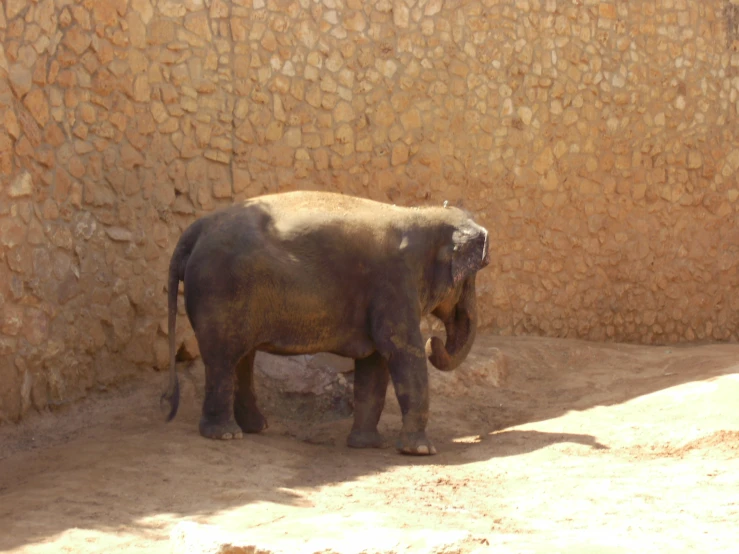 an elephant stands in the shadow of a wall