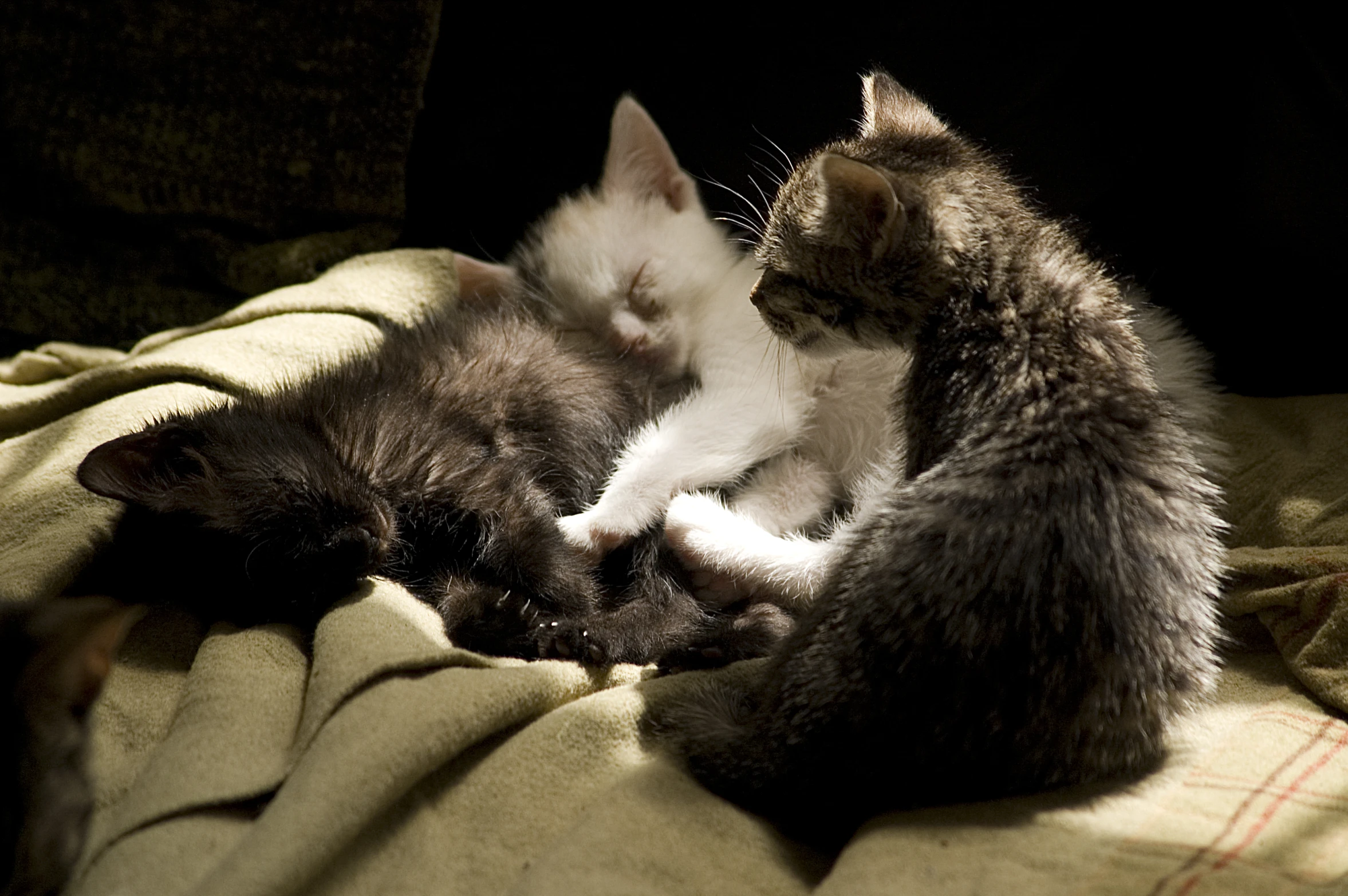 two kittens cuddle on top of a blanket