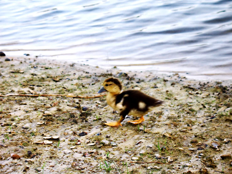 a baby duck playing with a stick by the water