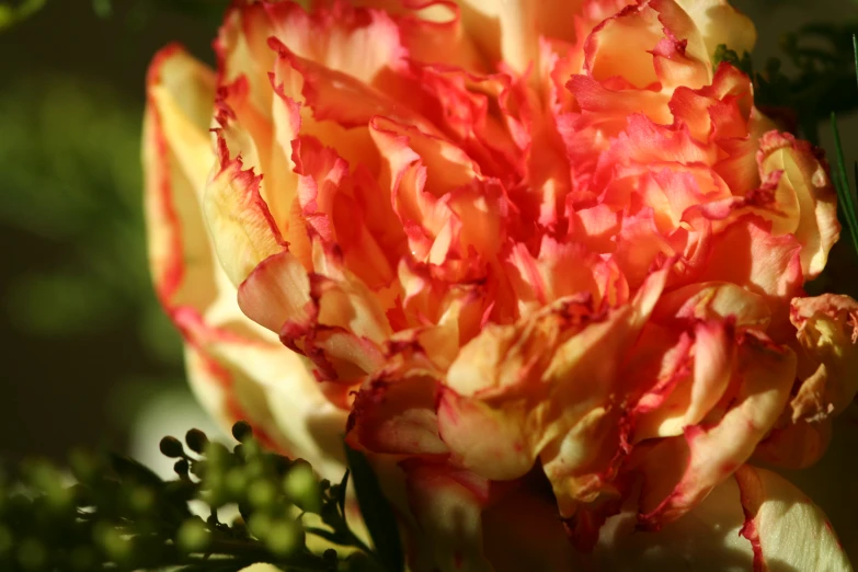 a large orange flower has some green stems