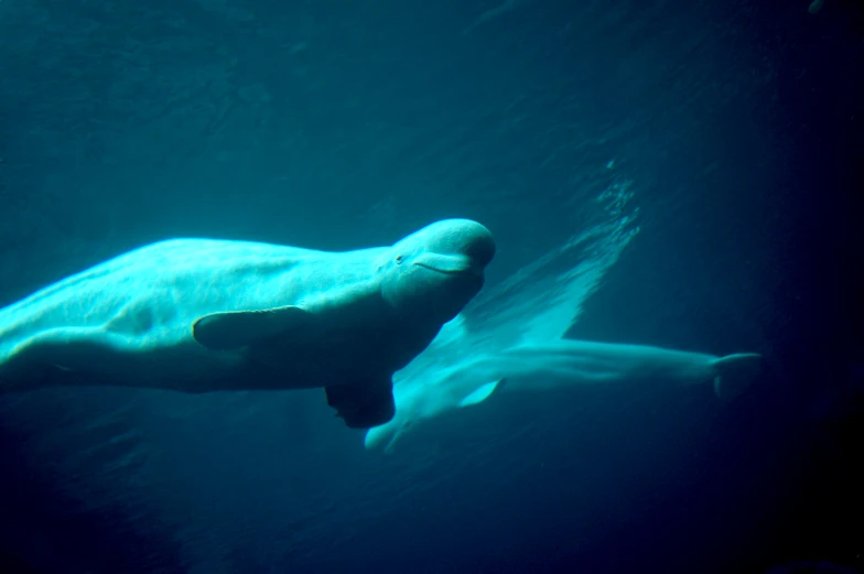 the large animal is under water swimming