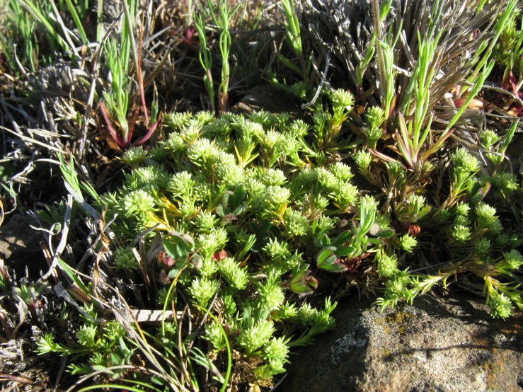 a patch of mossy grass and weeds by some rocks