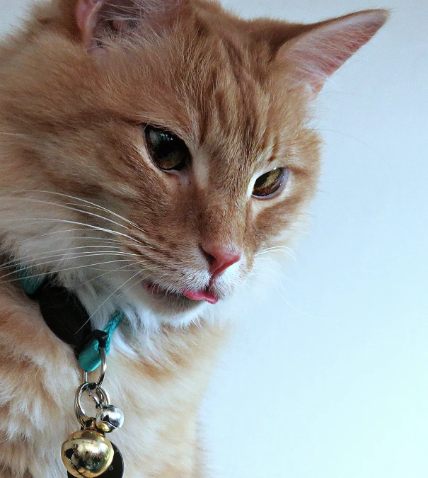 a orange tabby cat looks out from behind its back