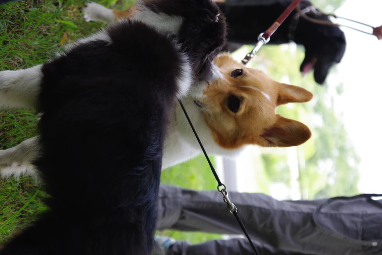 a brown dog wearing a black collar sniffing a white and black puppy