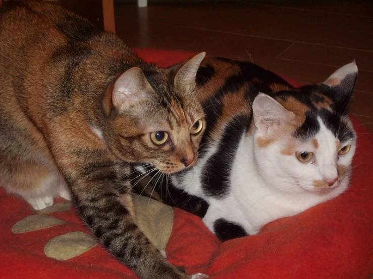 two cats, one with yellow eyes and brown hair, sit on top of a cushion in a house