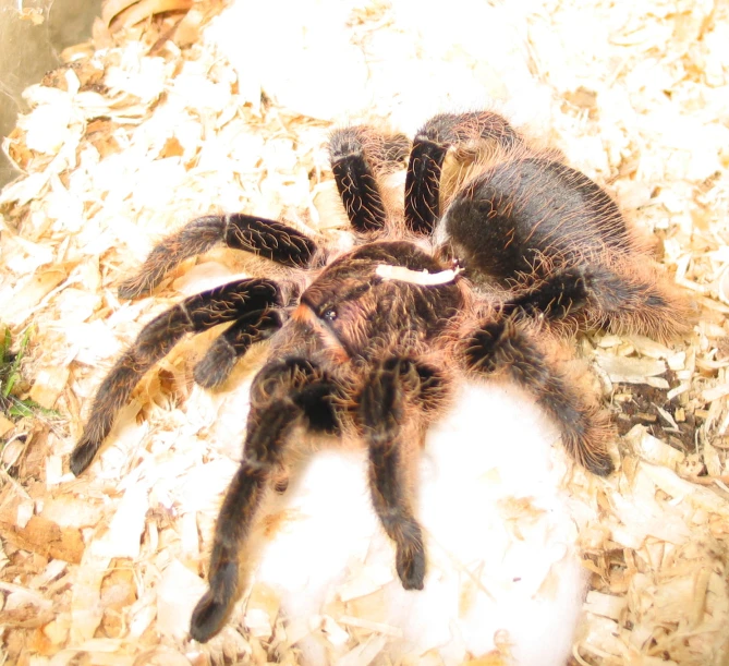 a close up of a very large spider on the ground