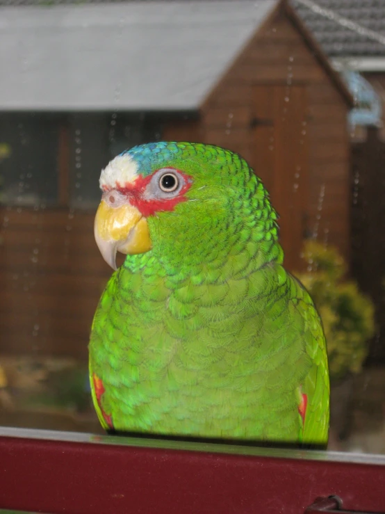 a green parrot is looking out the window
