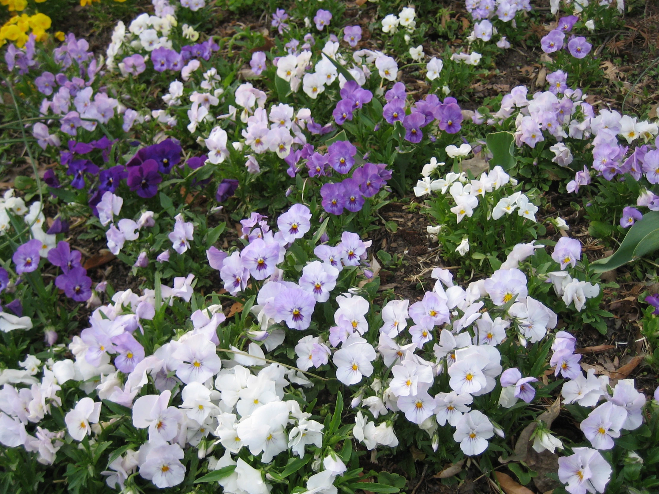 a group of flowers sit out side of each other