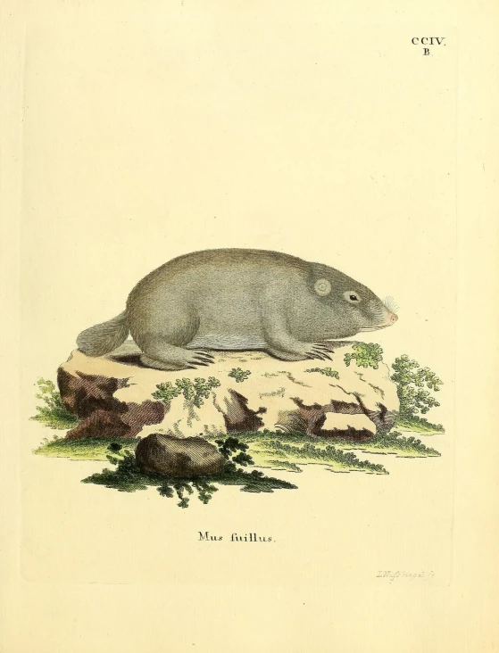 an illustration of a large animal sitting on top of a rock