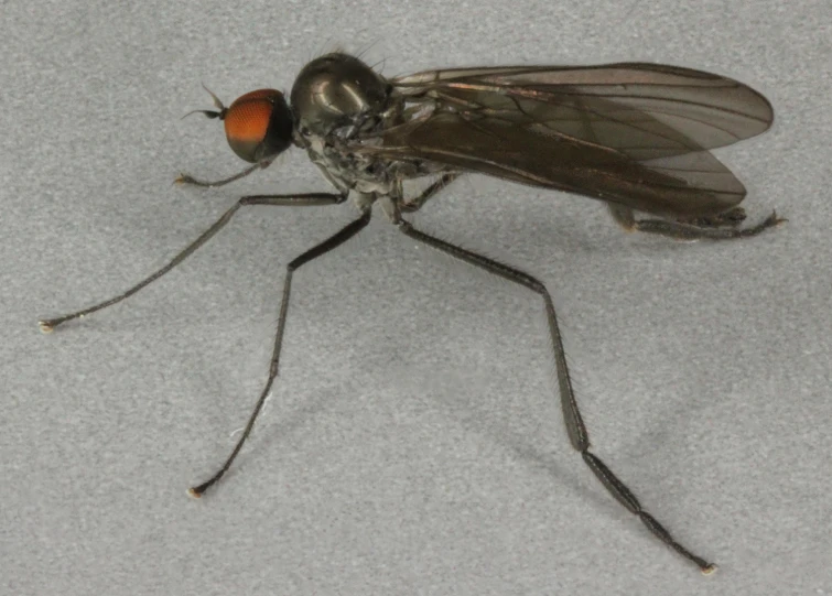 this fly is not afraid to get rid of the insects