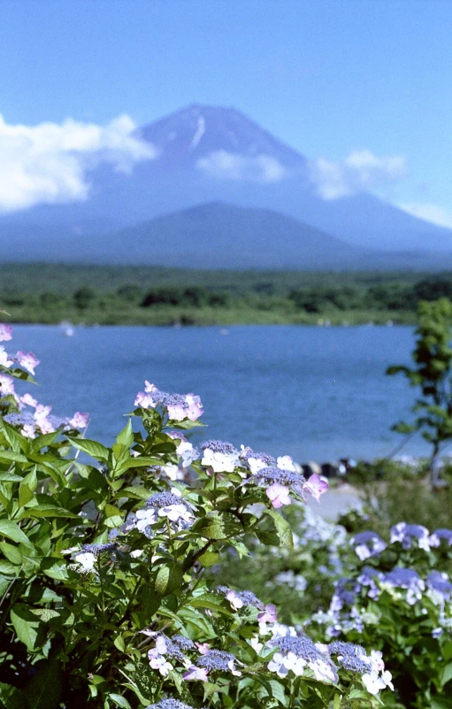 pink and blue flowers in front of water and mountain