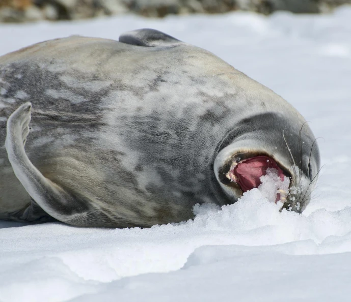 a seal in the snow yawning