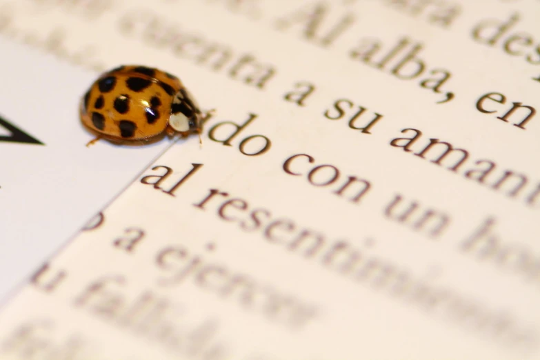 a lady bug sits on a book page